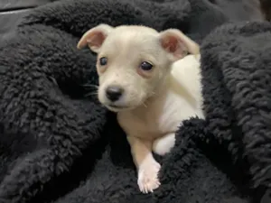 Cachorro raça SRD-ViraLata idade 2 a 6 meses nome Sem nome