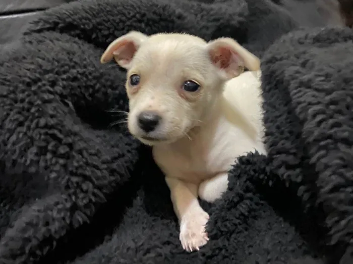 Cachorro raça SRD-ViraLata idade 2 a 6 meses nome Sem nome