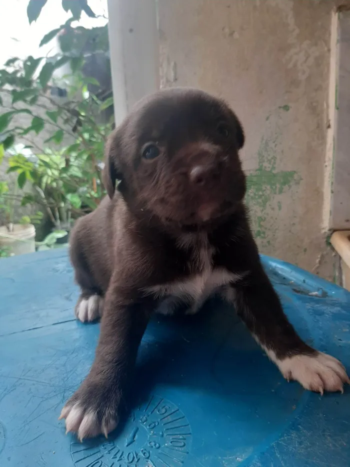 Cachorro ra a SRD-ViraLata idade Abaixo de 2 meses nome Não tem 