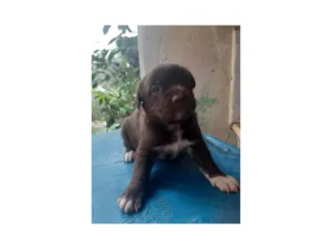 Cachorro raça SRD-ViraLata idade Abaixo de 2 meses nome Não tem 
