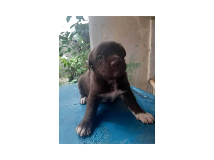 Cachorro ra a SRD-ViraLata idade Abaixo de 2 meses nome Não tem 