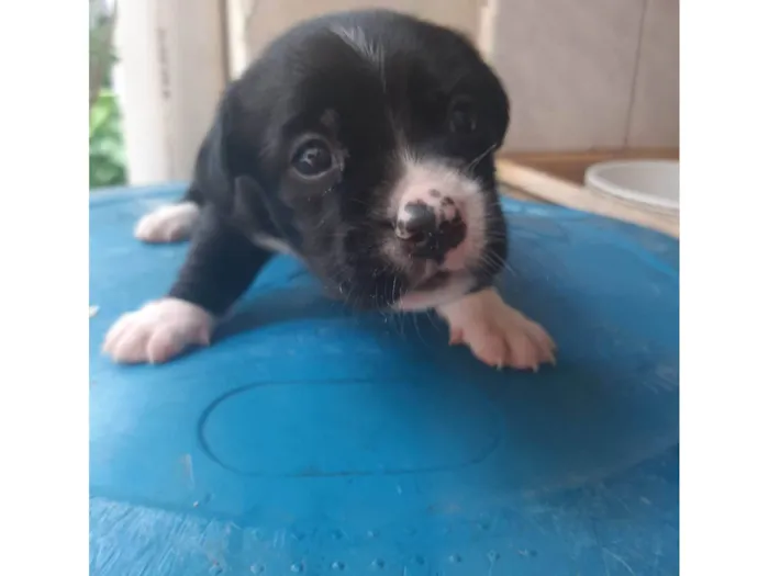 Cachorro ra a SRD-ViraLata idade Abaixo de 2 meses nome Não tem 