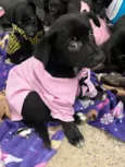 Cachorro raça SRD-ViraLata idade 2 a 6 meses nome Claudia