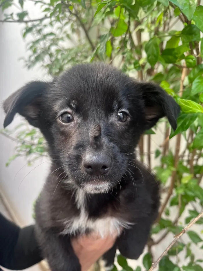 Cachorro raça SRD-ViraLata idade 2 a 6 meses nome Claudia