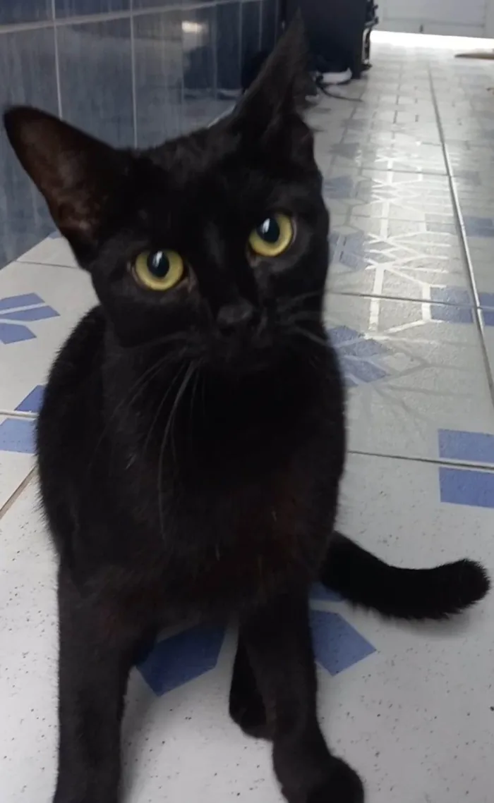 Gato ra a SRD idade 2 anos nome Não sei como se chama 