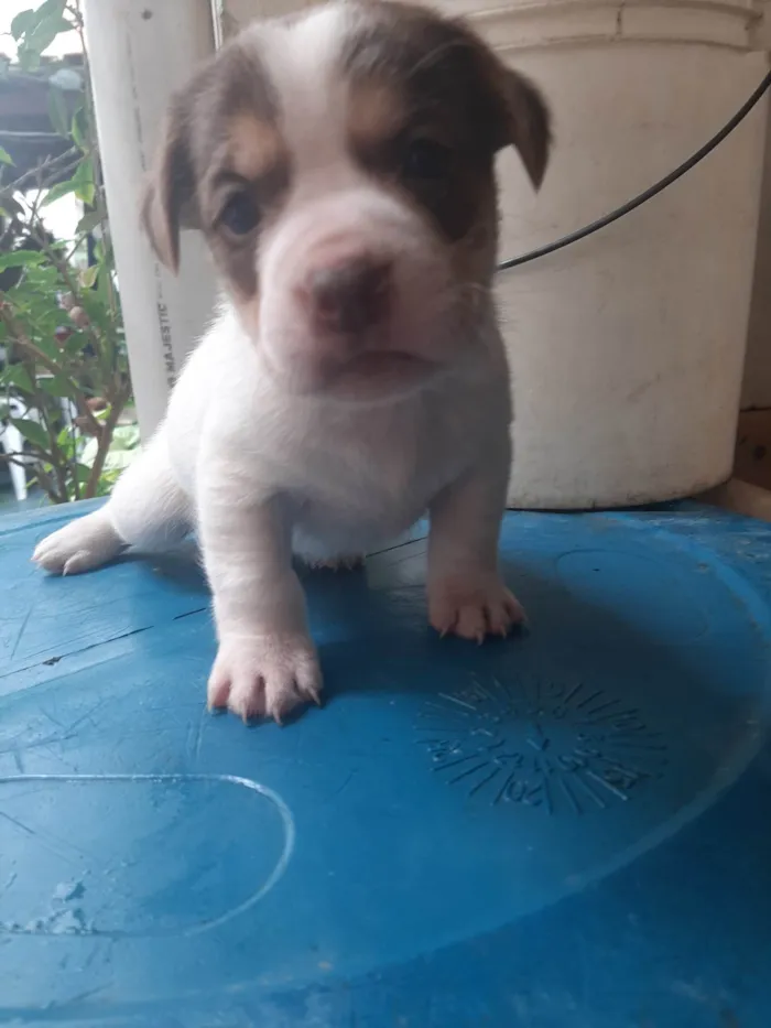 Cachorro ra a SRD-ViraLata idade Abaixo de 2 meses nome Não tem 
