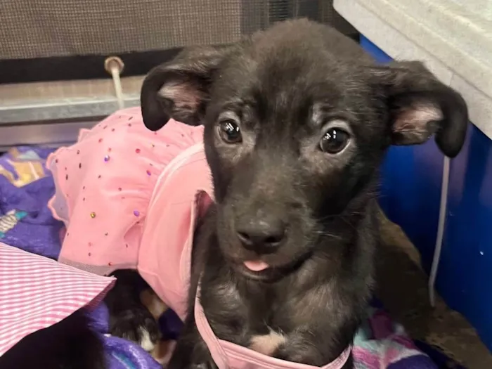 Cachorro raça SRD-ViraLata idade 2 a 6 meses nome Carolina