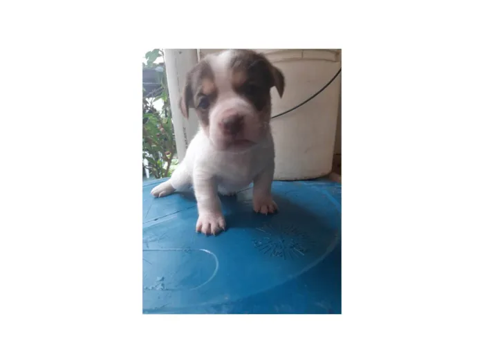 Cachorro ra a SRD-ViraLata idade Abaixo de 2 meses nome Não tem 