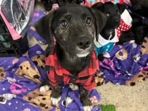 Cachorro raça SRD-ViraLata idade 2 a 6 meses nome Logan