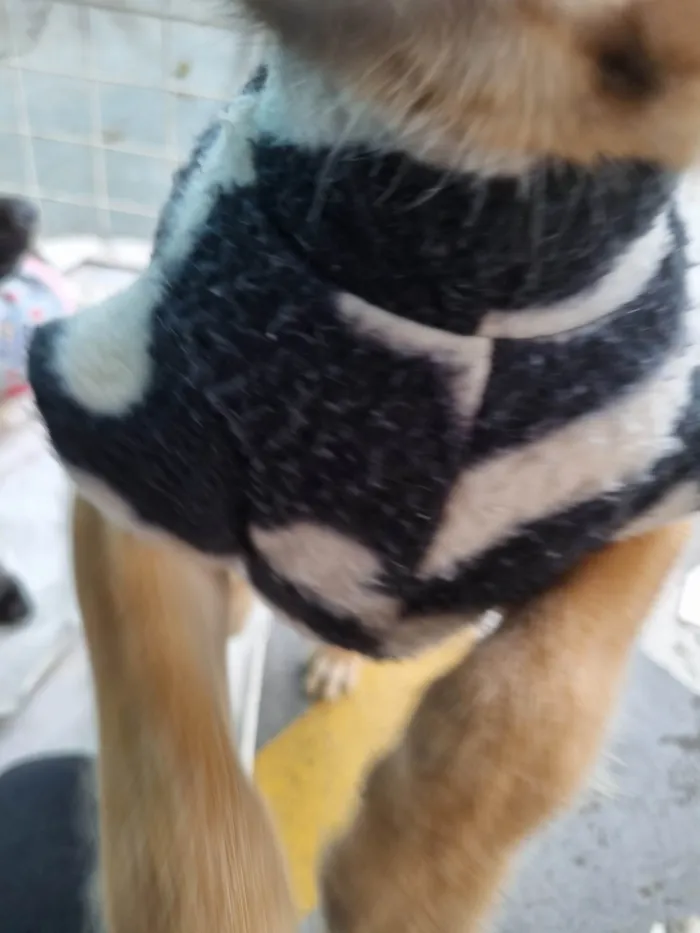 Cachorro raça  idade 2 a 6 meses nome Tom