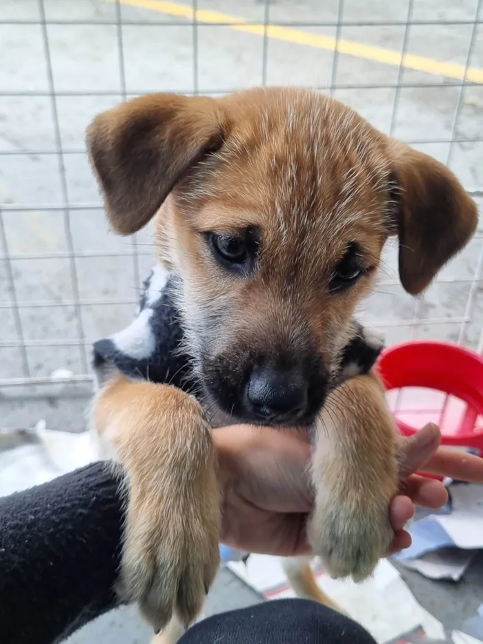 Cachorro raça  idade 2 a 6 meses nome Tom