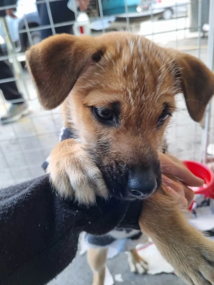 Cachorro raça  idade 2 a 6 meses nome Tom