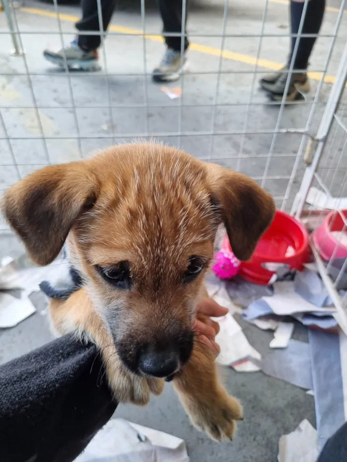 Cachorro raça  idade 2 a 6 meses nome Tom