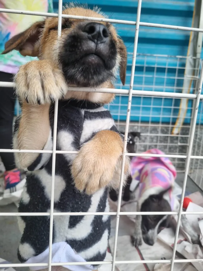 Cachorro raça  idade 2 a 6 meses nome Tom