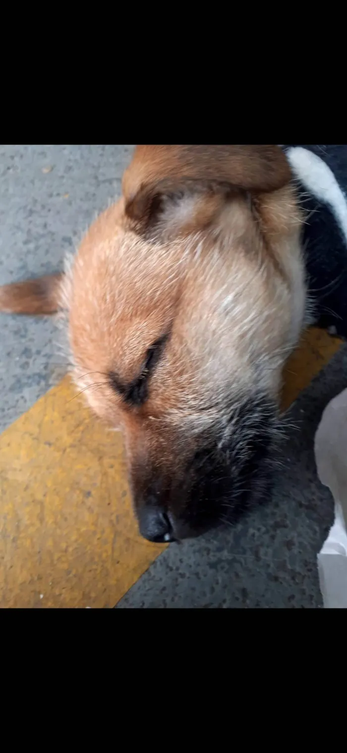 Cachorro raça  idade 2 a 6 meses nome Tom