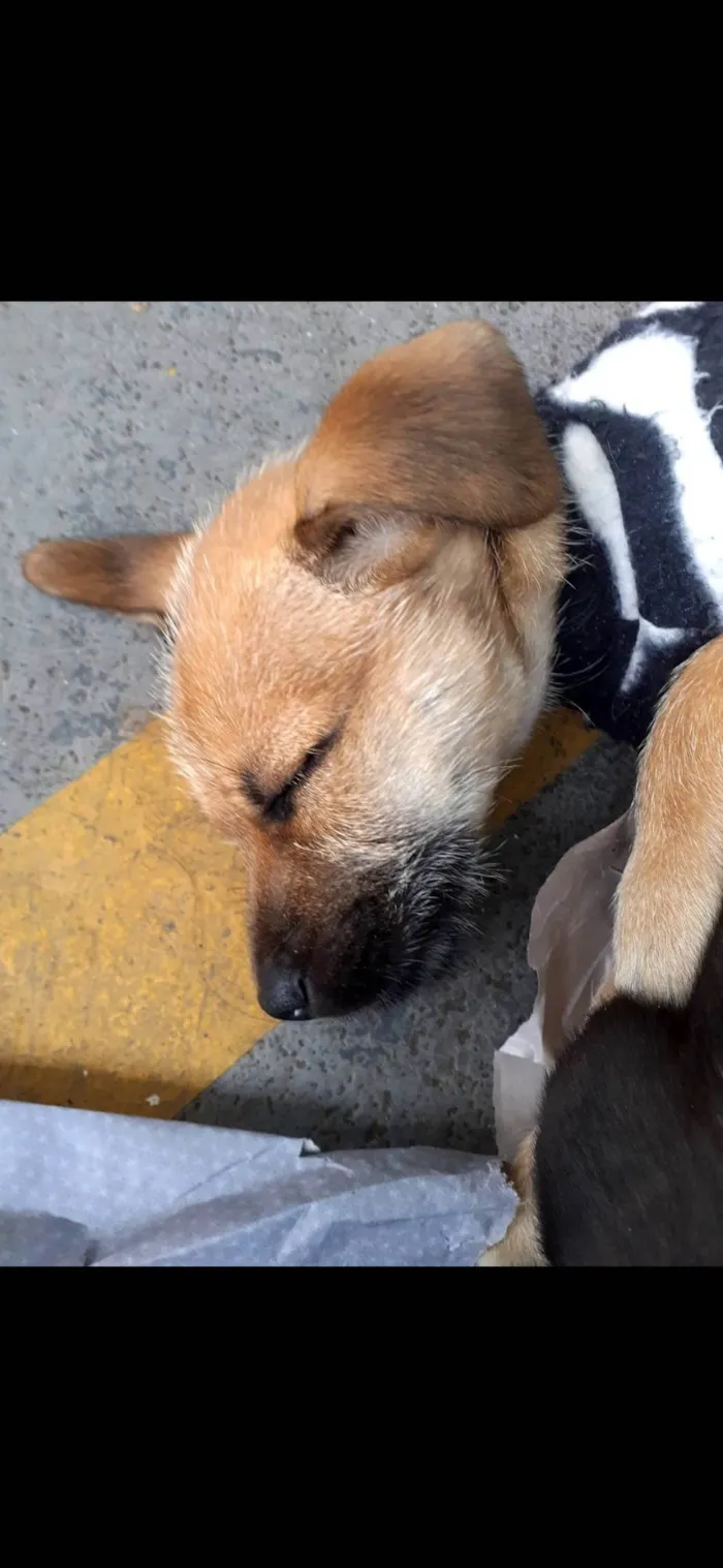 Cachorro raça  idade 2 a 6 meses nome Tom