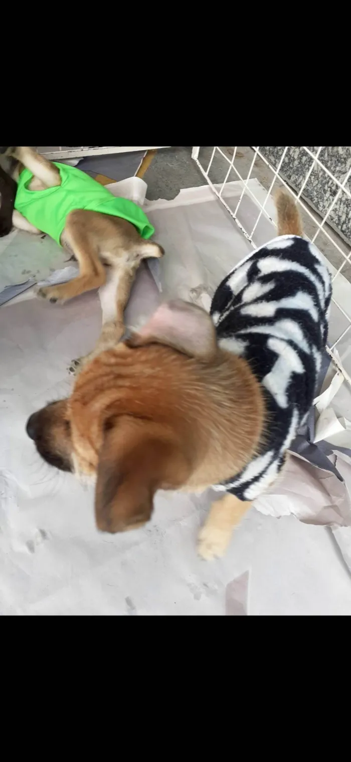Cachorro raça  idade 2 a 6 meses nome Tom