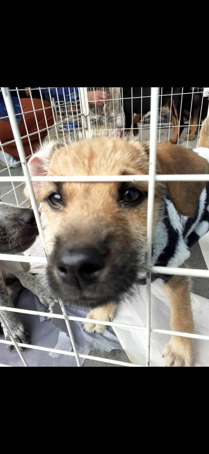 Cachorro raça  idade 2 a 6 meses nome Tom