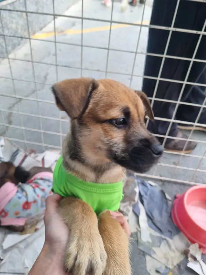 Cachorro raça  idade 2 a 6 meses nome Jerry