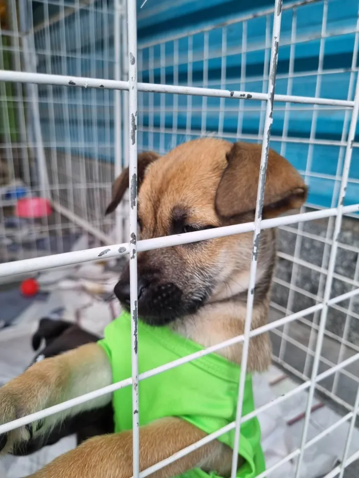 Cachorro raça  idade 2 a 6 meses nome Jerry