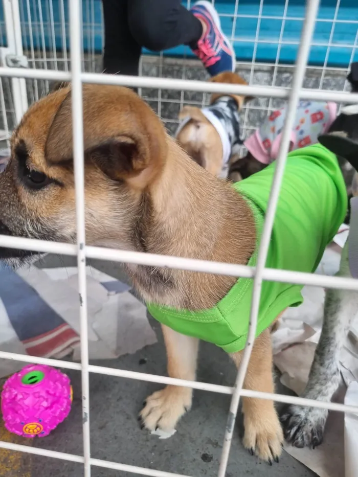 Cachorro raça  idade 2 a 6 meses nome Jerry