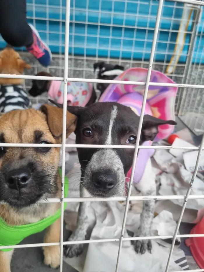 Cachorro raça  idade 2 a 6 meses nome Jerry