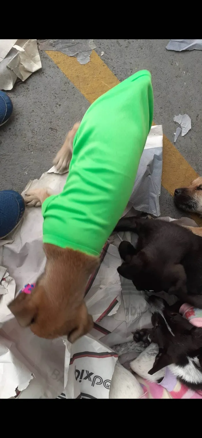 Cachorro raça  idade 2 a 6 meses nome Jerry