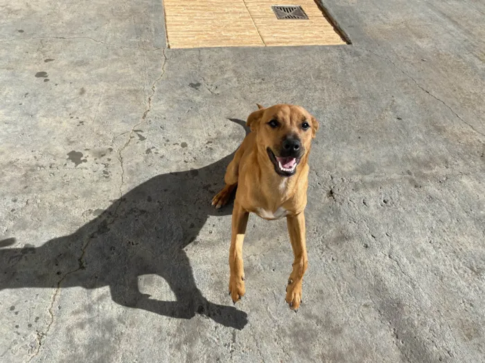 Cachorro raça SRD-ViraLata idade 2 a 6 meses nome Paçoca