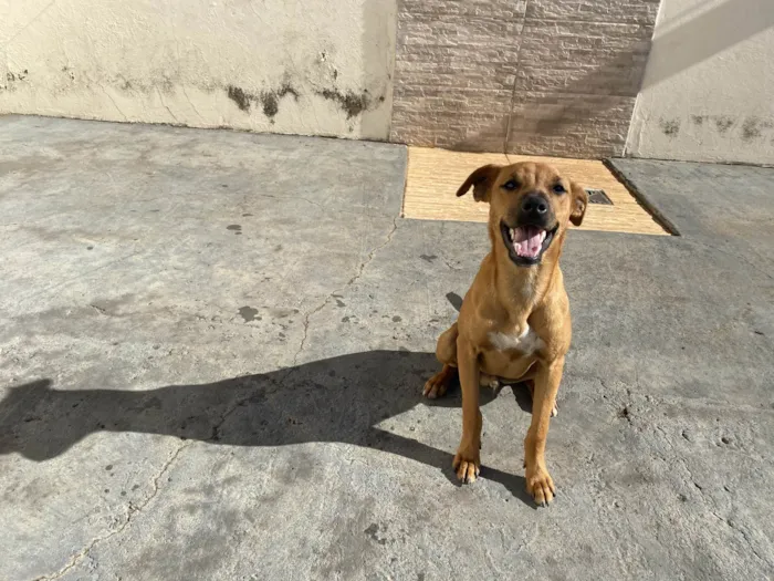 Cachorro raça SRD-ViraLata idade 2 a 6 meses nome Paçoca