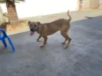 Paçoca