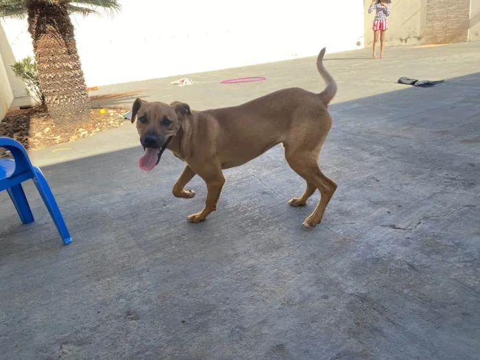Cachorro raça SRD-ViraLata idade 2 a 6 meses nome Paçoca