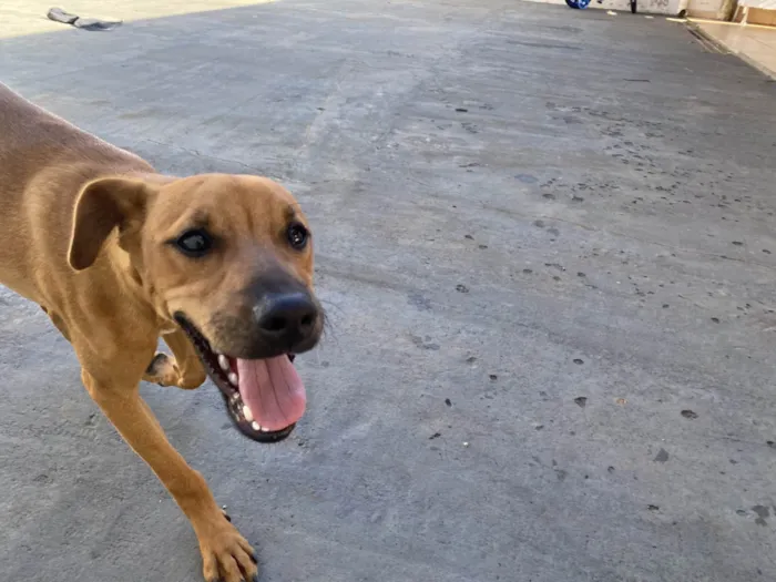 Cachorro raça SRD-ViraLata idade 2 a 6 meses nome Paçoca