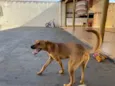 Paçoca