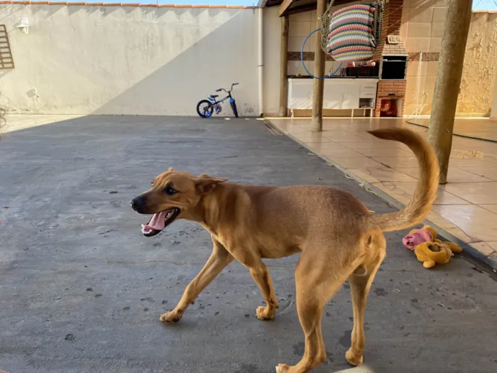 Cachorro raça SRD-ViraLata idade 2 a 6 meses nome Paçoca