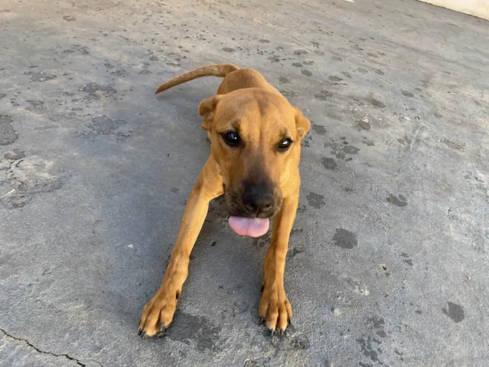Cachorro raça SRD-ViraLata idade 2 a 6 meses nome Paçoca
