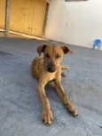 Paçoca