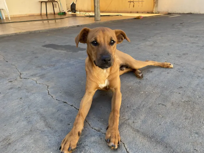 Cachorro raça SRD-ViraLata idade 2 a 6 meses nome Paçoca