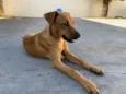 Paçoca