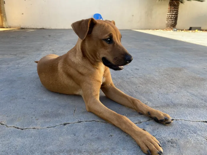 Cachorro raça SRD-ViraLata idade 2 a 6 meses nome Paçoca