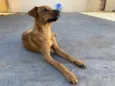 Paçoca
