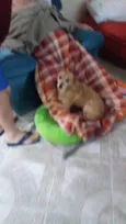 Lolly - Cachorrinha RAIZ