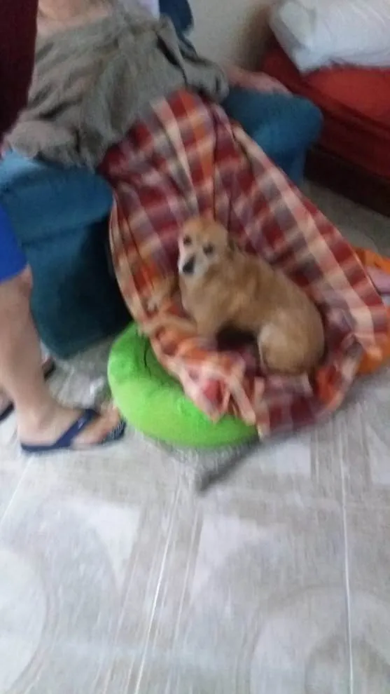 Cachorro ra a SRD_Sem_Raça_Definida idade 6 ou mais anos nome Lolly - Cachorrinha RAIZ
