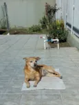 Lolly - Cachorrinha RAIZ