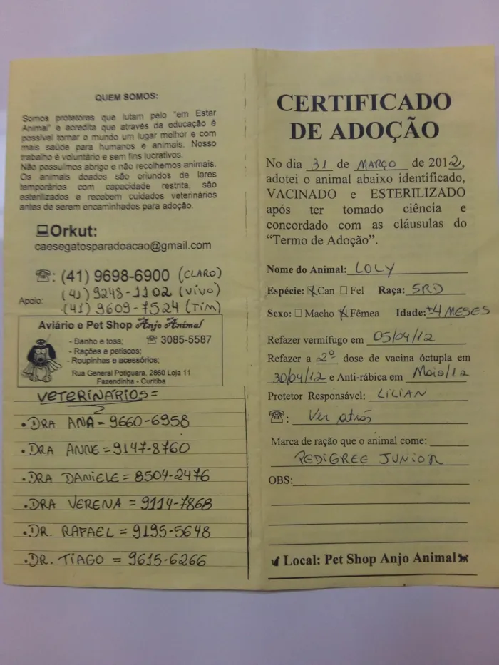 Cachorro ra a SRD_Sem_Raça_Definida idade 6 ou mais anos nome Lolly - Cachorrinha RAIZ