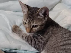 Gato raça SRD-ViraLata idade 2 a 6 meses nome LUKE 