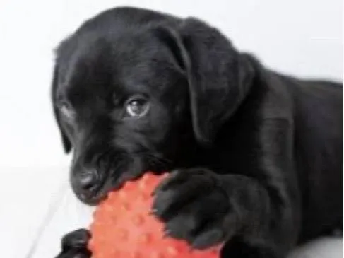 Cachorro ra a Mestico  idade 2 a 6 meses nome Thor 