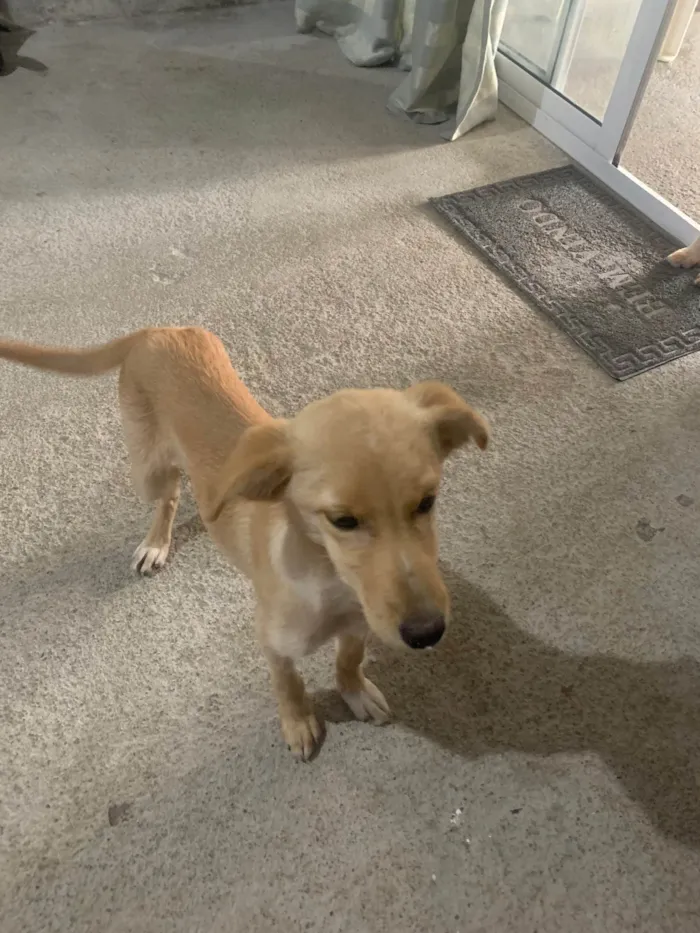 Cachorro ra a Labrador idade 2 a 6 meses nome Sem nome 