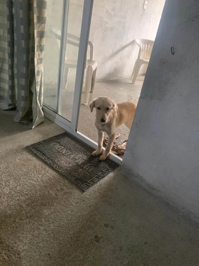 Cachorro ra a Labrador idade 2 a 6 meses nome Sem nome 