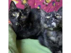 Gato raça Srd idade 2 a 6 meses nome Pati & Nanda