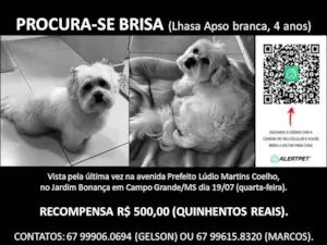 Cachorro raça Lhasa Apso idade 4 anos nome GRATIFICA - Brisa